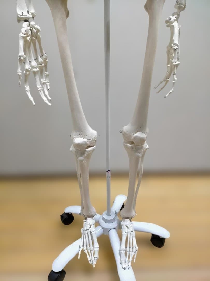 送料無料】3B Scientific 骨格模型 等身大 スタンド付き 医療模型 解剖