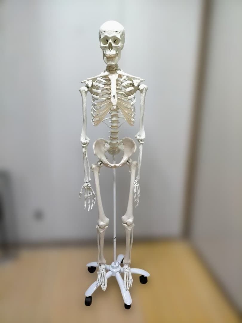 3B Scientific 人体骨格模型 直立型スタンド仕様 3B Scientific 人体骨格模型 直立型スタンド仕様 3B Scientific 人体