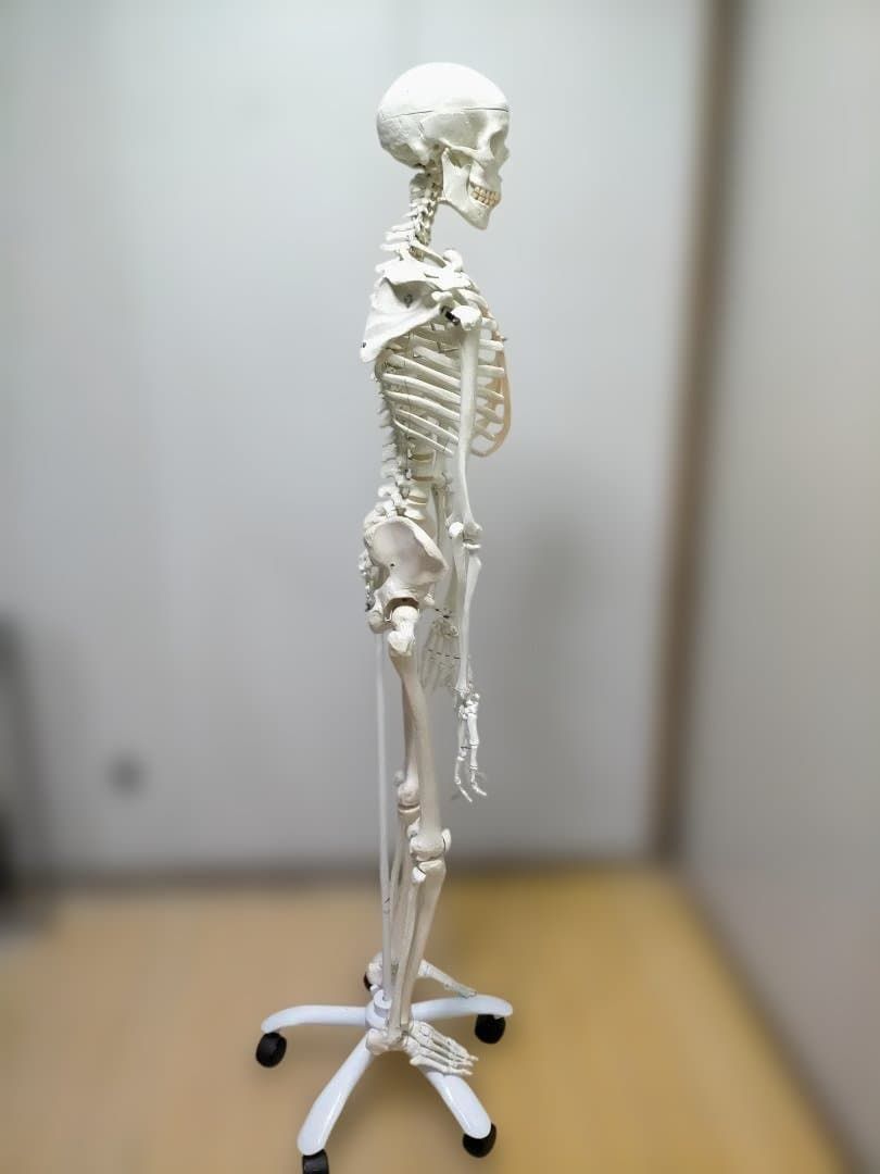送料無料】3B Scientific 骨格模型 等身大 スタンド付き 医療模型 解剖
