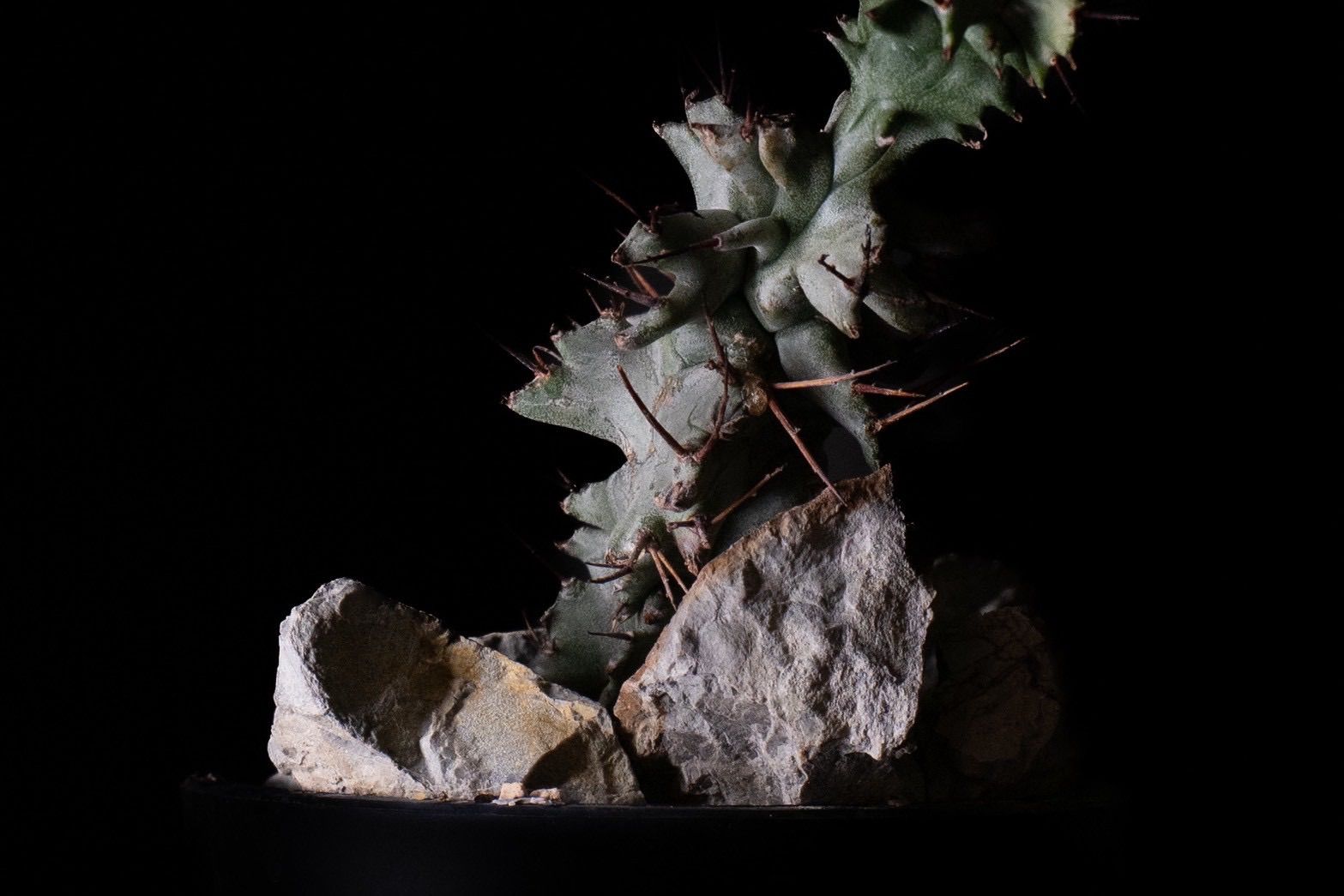 Euphorbia horrida f. cristata｜ユーフォルビア・ホリダ綴化 - メルカリ