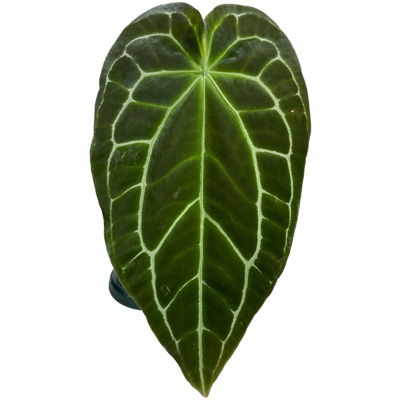 aroidplus 公式】☆Anthurium 
