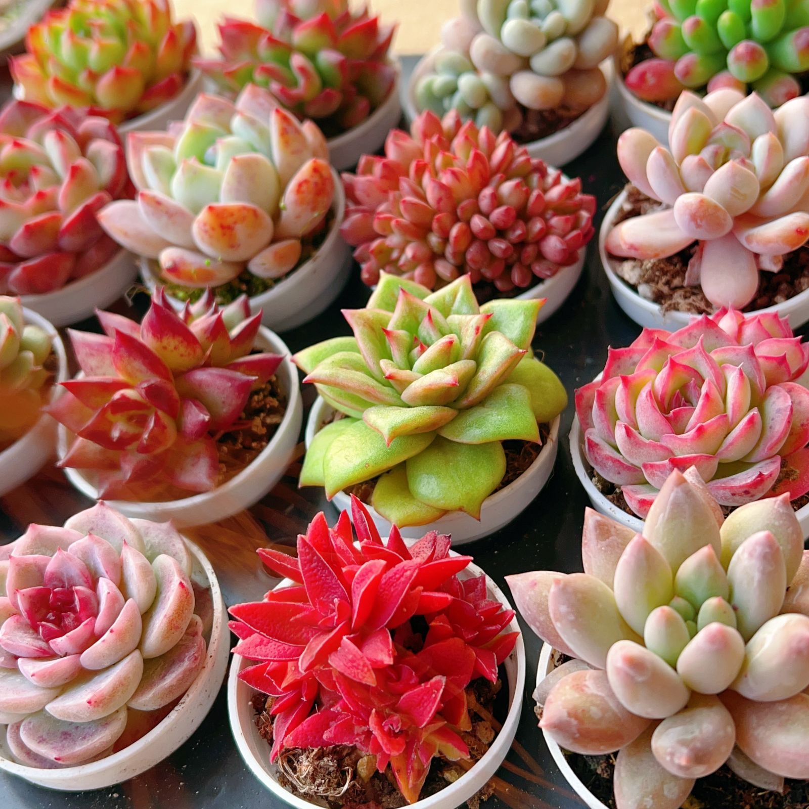 Z98×16株 土鉢付き 16種類セット 大人気 詰め合わせ 韓国苗 多肉植物