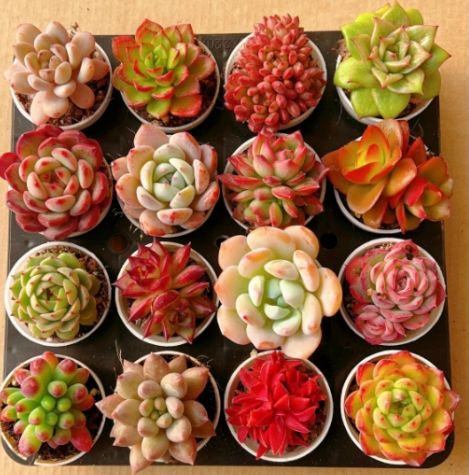 Z99×16株 土鉢付き 16種類セット 大人気 詰め合わせ 韓国苗 多肉植物