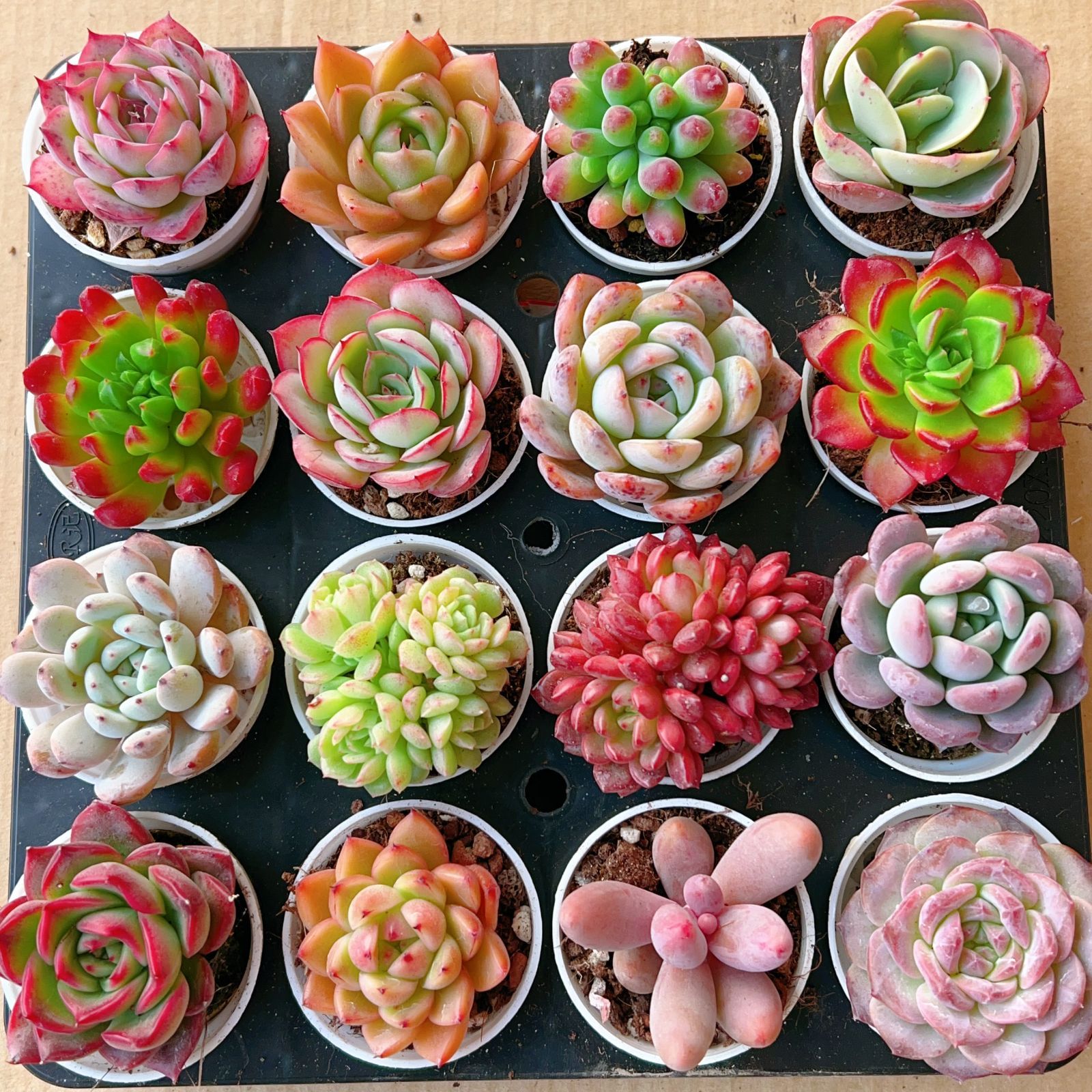 Z100×16株 土鉢付き 16種類セット 大人気 詰め合わせ 韓国苗 多肉植物