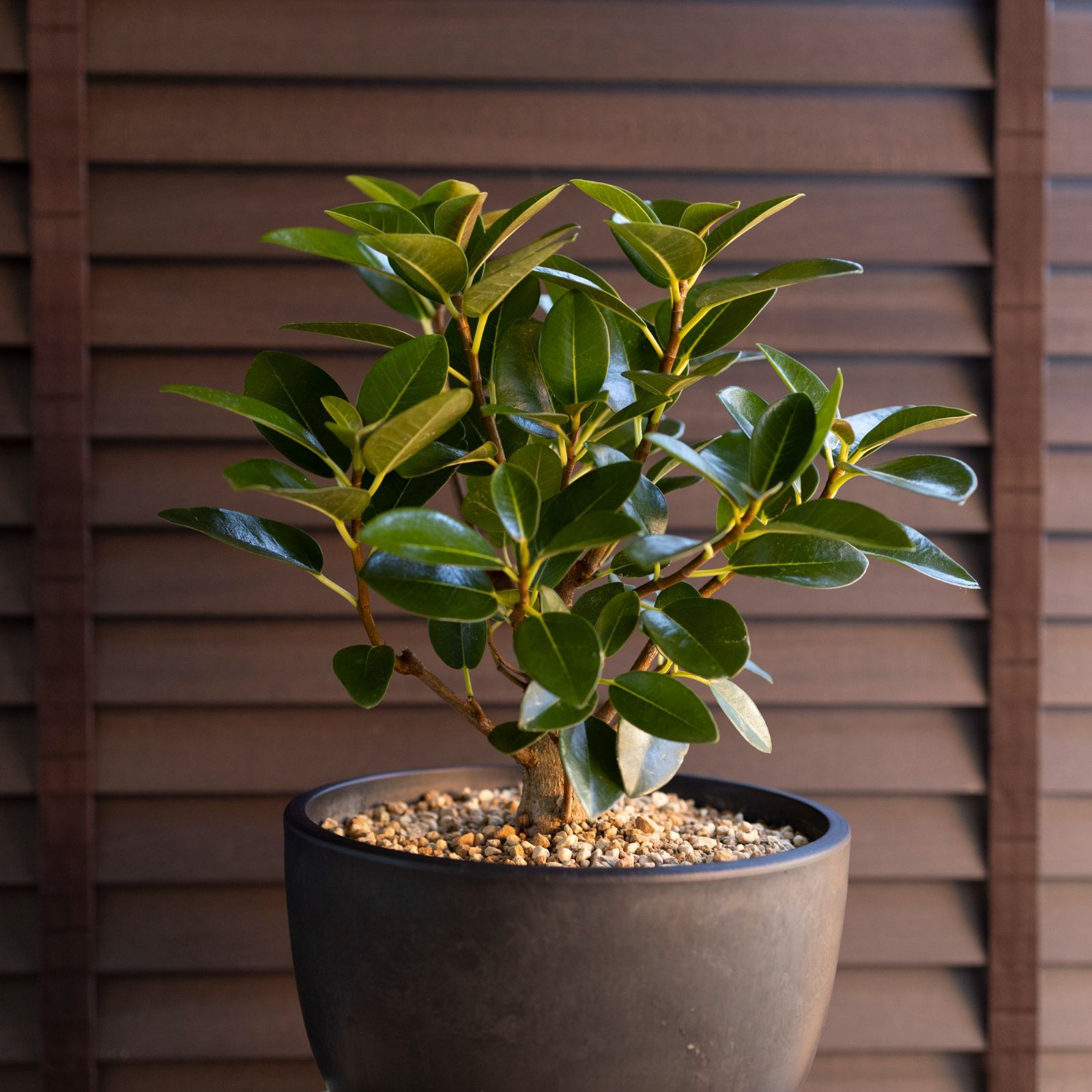 幹太 フィカス ルビギノーサ 盆栽仕立て フランスゴムの木 Rubiginosa