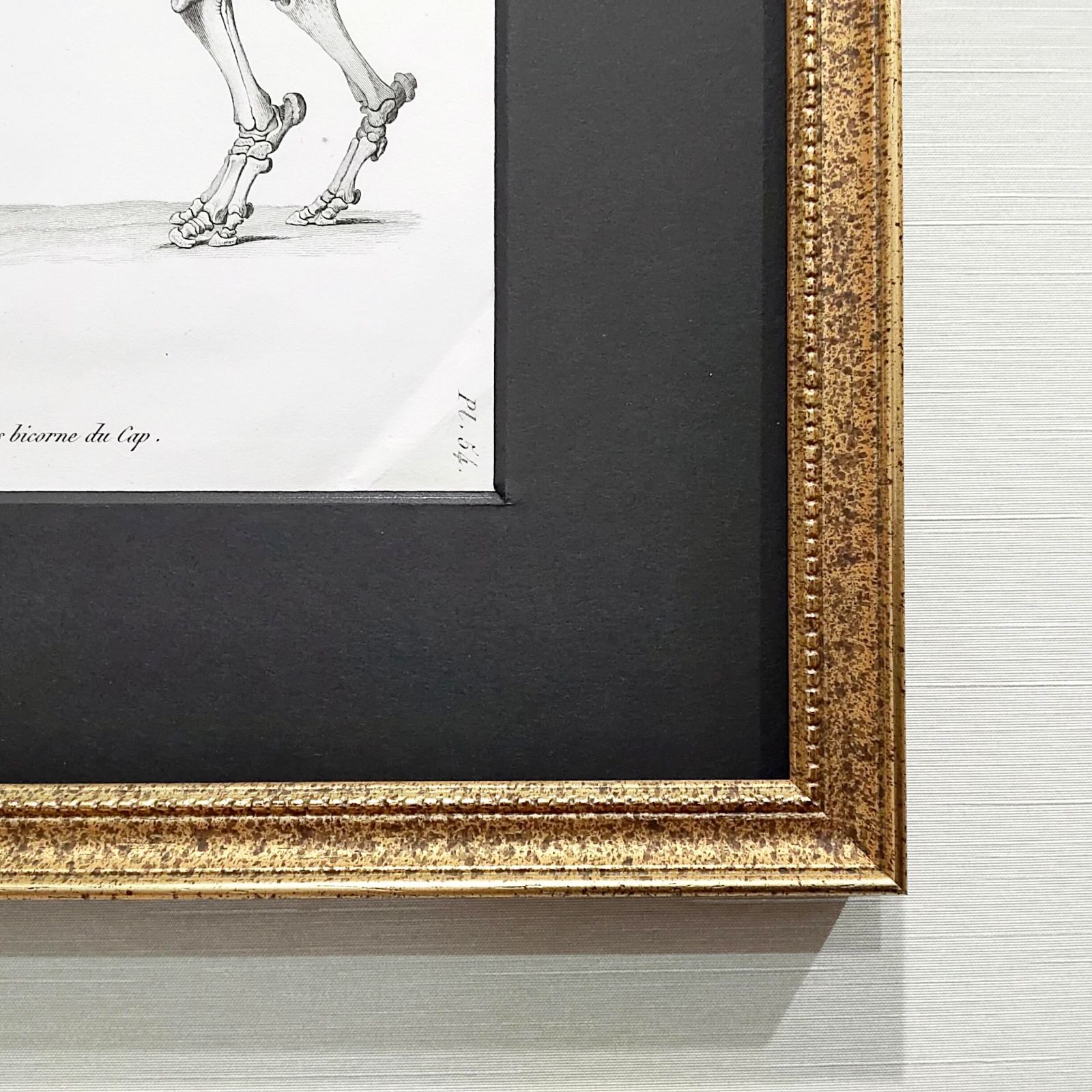 サイの全身骨格の図版 アンティーク 1800年代 19世紀 フランス 銅版画