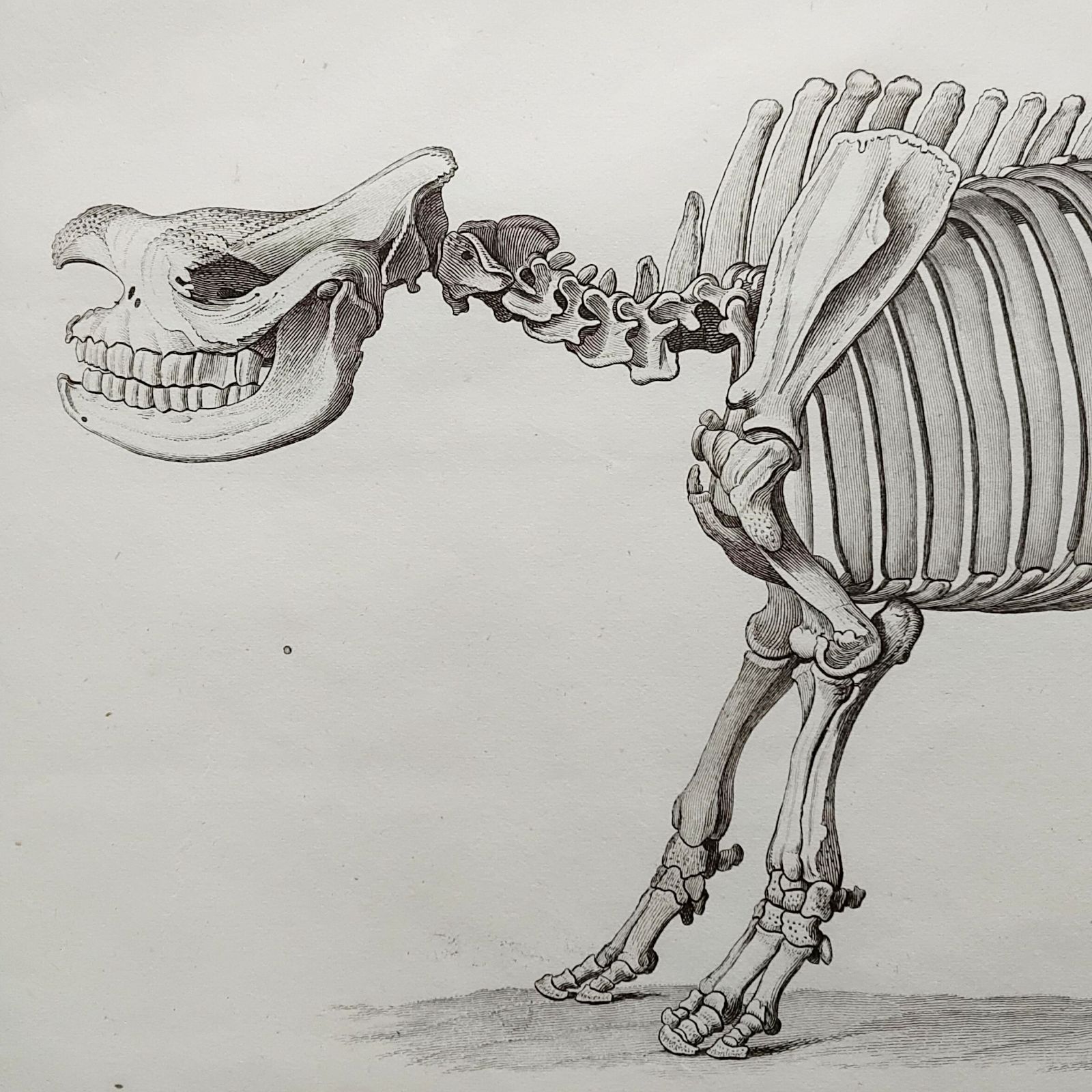 サイの全身骨格の図版　1800年代　フランス　アンティーク　銅版画　博物図譜 サイの全身骨格の図版 1800年代 フランス アンティーク 銅版画 博物図譜