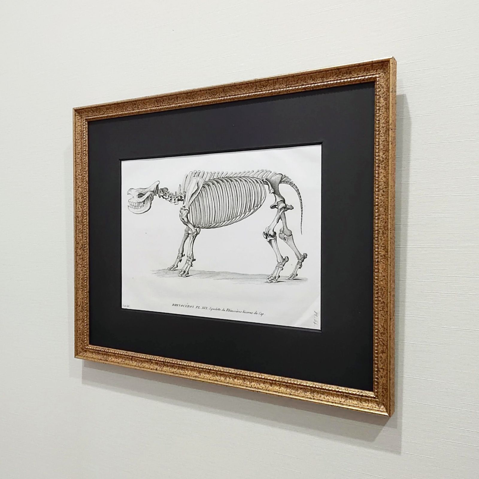 サイの全身骨格の図版 アンティーク 1800年代 19世紀 フランス 銅版画