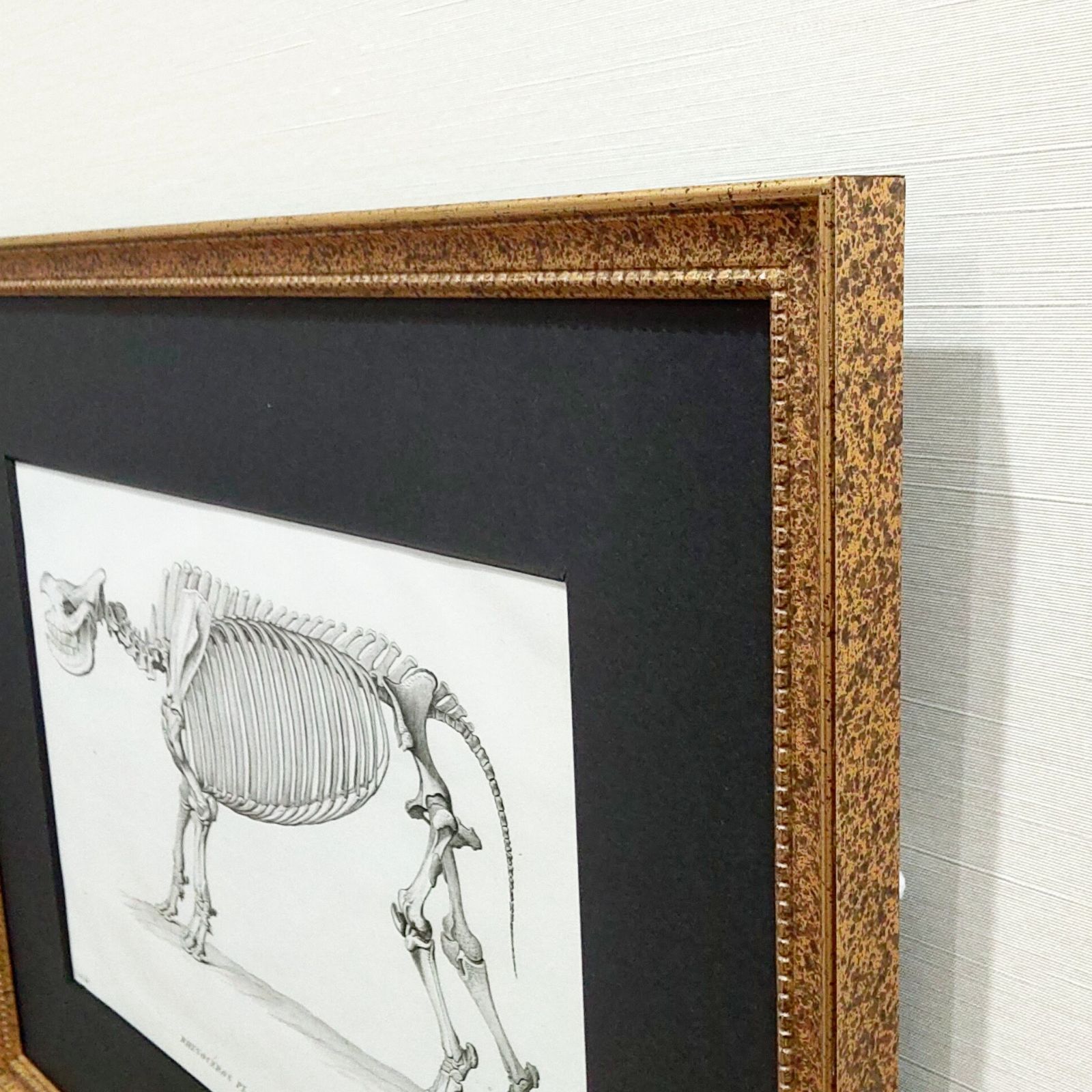 サイの全身骨格の図版 アンティーク 1800年代 19世紀 フランス 銅版画
