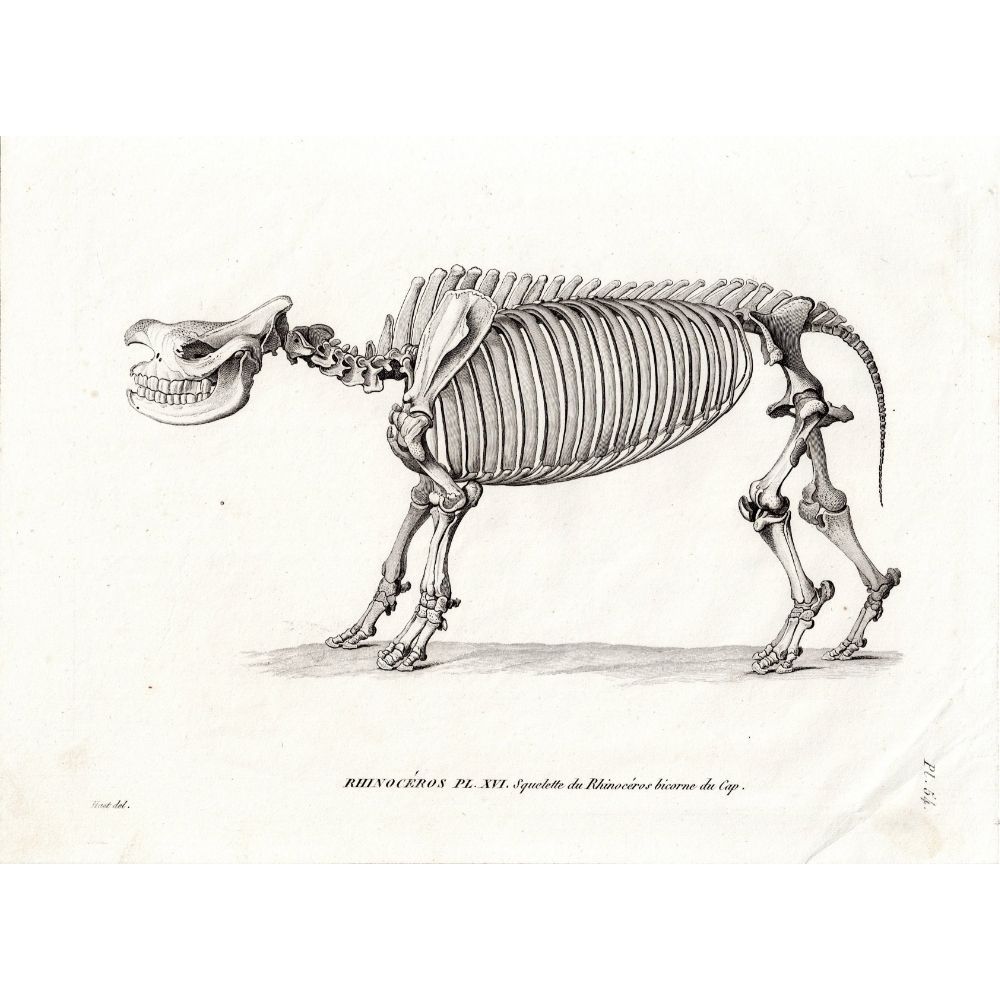 サイの全身骨格の図版　1800年代　フランス　アンティーク　銅版画　博物図譜 サイの全身骨格の図版 アンティーク 1800年代 19世紀 フランス 銅版画