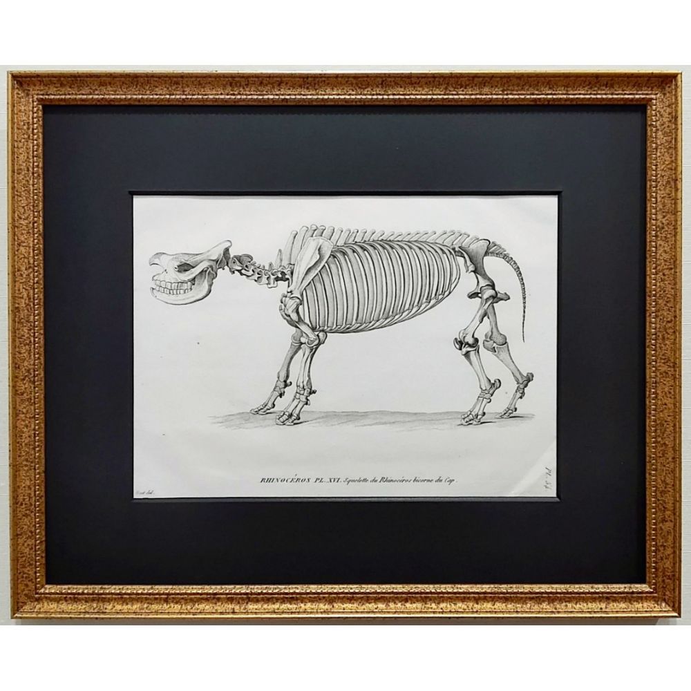 サイの全身骨格の図版 アンティーク 1800年代 19世紀 フランス 銅版画