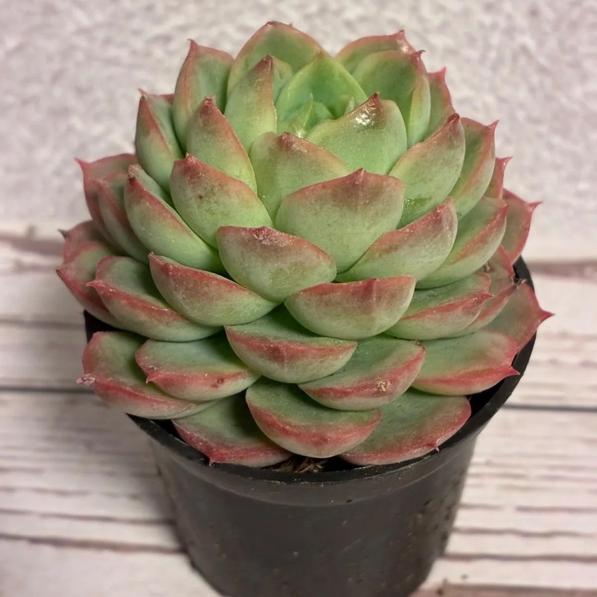 第四種郵便発送】多肉植物 エケベリア ライムアンドチリ 抜き苗 1苗