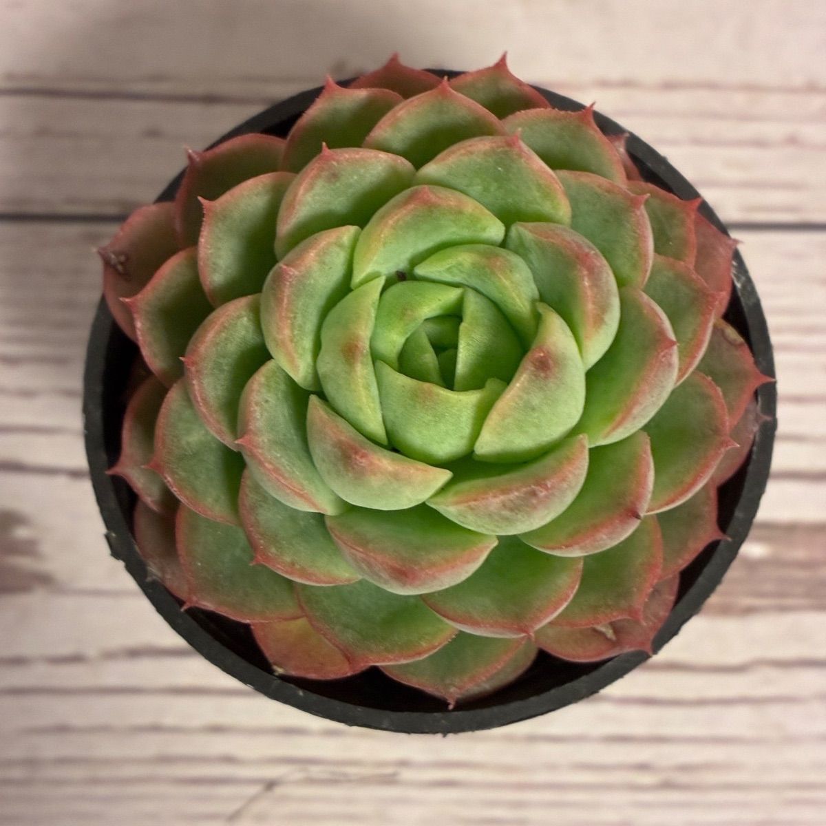 第四種郵便発送】多肉植物 エケベリア ライムアンドチリ 抜き苗 1苗