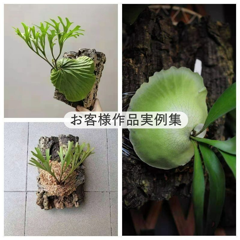 おもち　S141+g173 ポルトガル産 厚め コルク樹皮 コルク板 Amazon | ポルトガル産 極厚 バージン コルク樹皮 約10×20cm 厚5cm