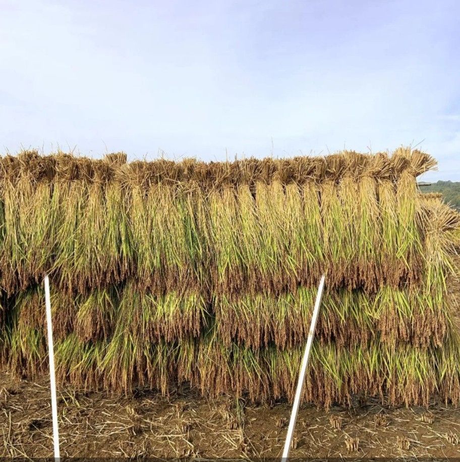 R7年新米 自然栽培 黒米ミックス600g 玄米 掛干し米 - メルカリ