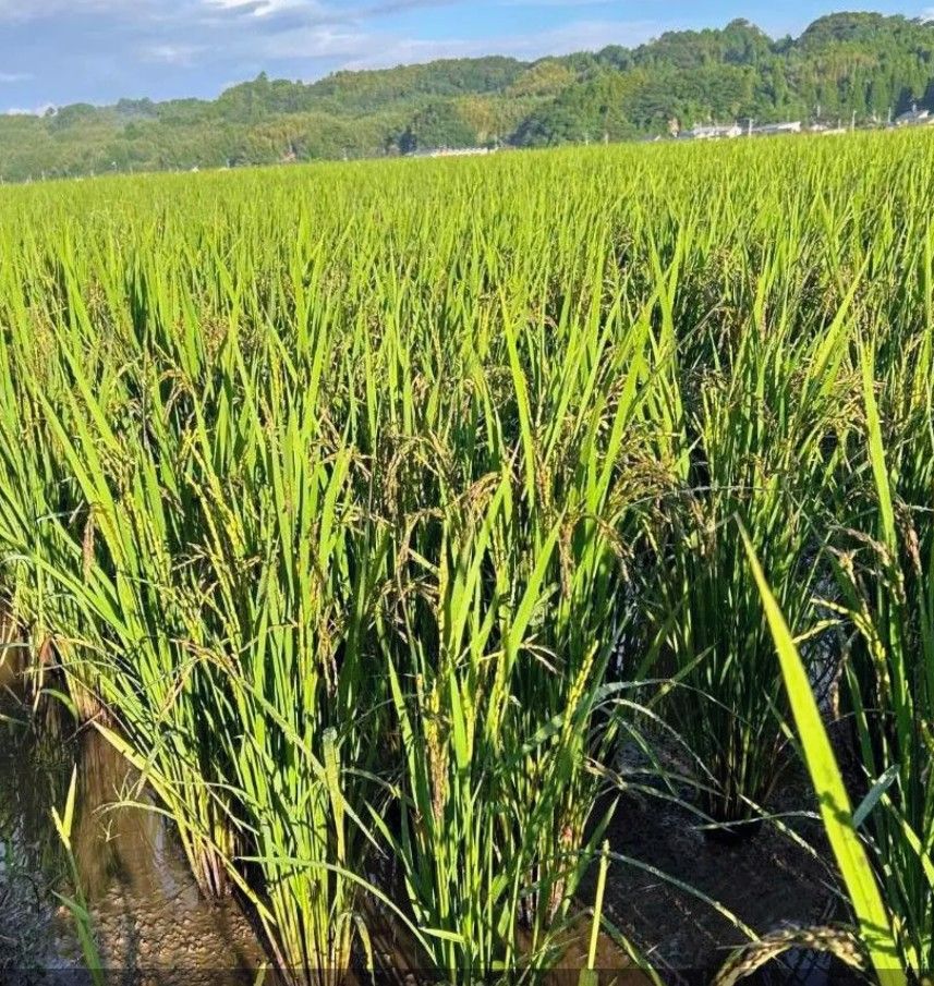 R7年新米 自然栽培 黒米ミックス600g 玄米 掛干し米 - メルカリ