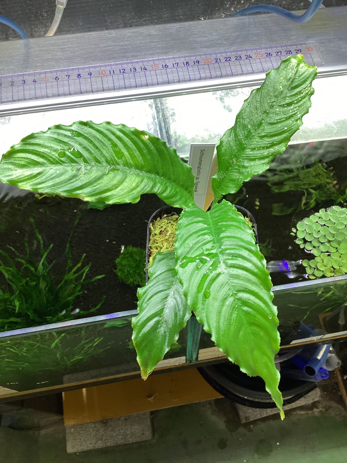 スキスマトグロッティス sp. サラワク Schismatoglottis sp.Sarawak