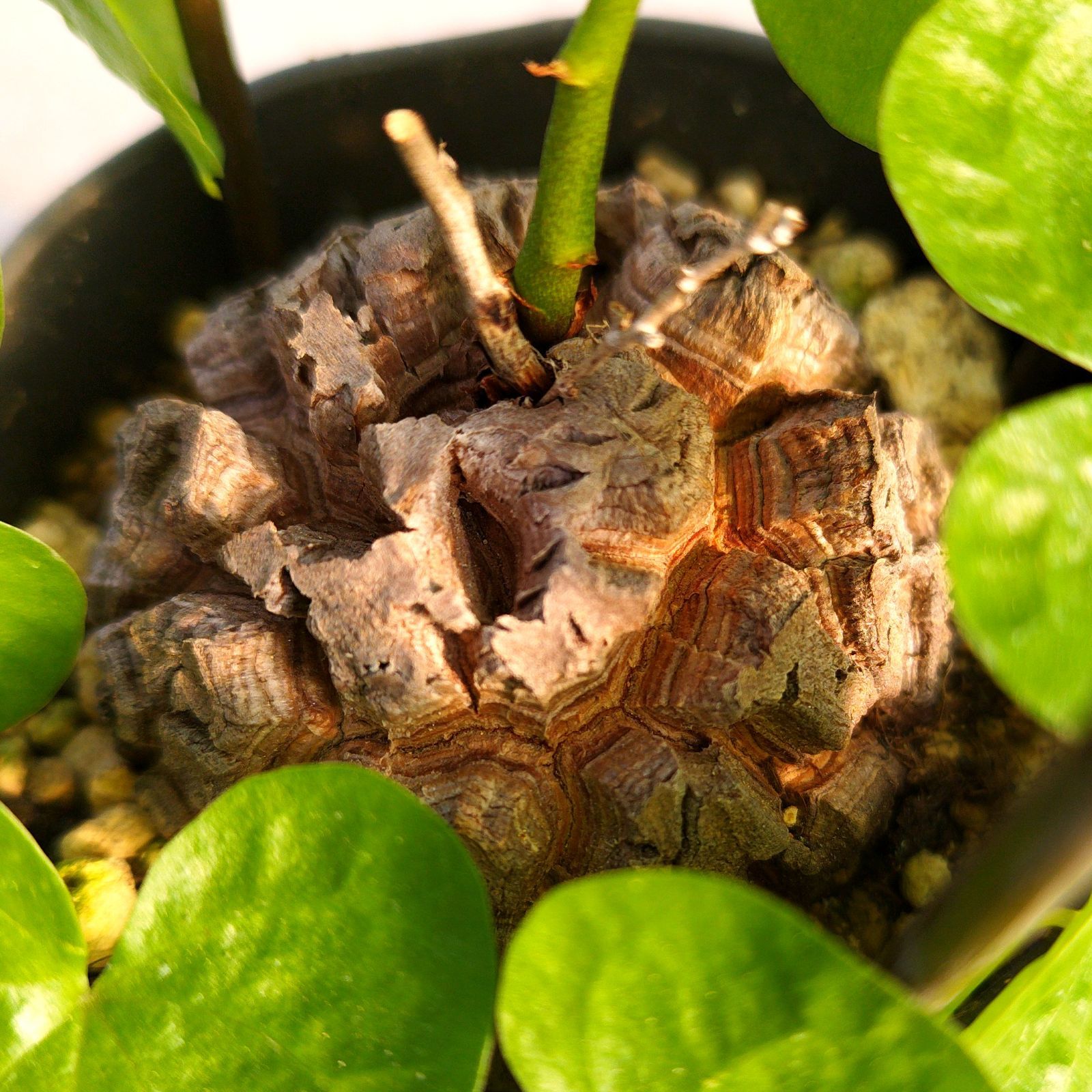 塊根植物 アフリカ亀甲竜 実生 ポットごと - メルカリ
