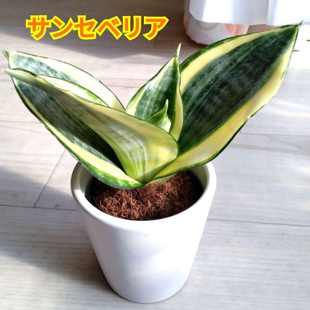 サンセベリア☆サンスベリア☆観葉植物☆白い陶器の鉢☆鉢を含め高さ