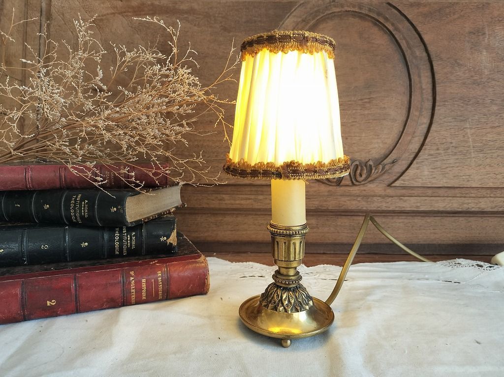 アガベ アプラナータ 50センチ越え大株！ 即戦力‼️ パリー系！ 良い