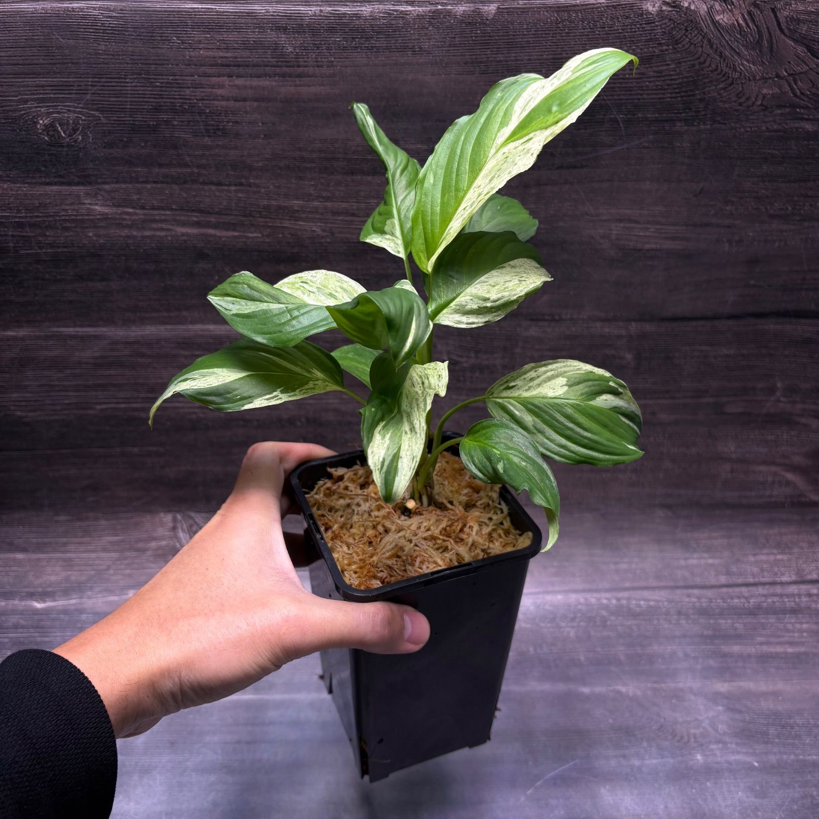 ホマロメナ　斑入り　南スマトラ産 ホマロメナ Sp.斑入り 南スマトラ産 - メルカリ