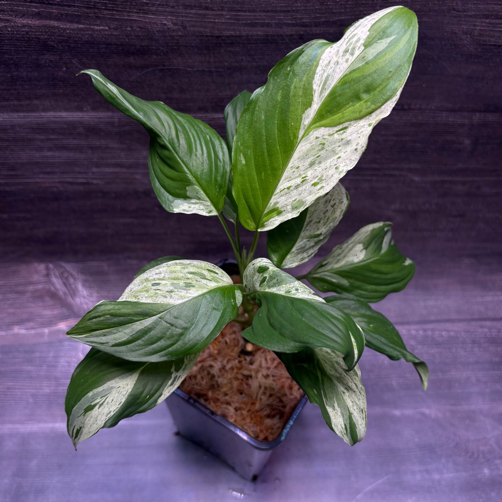 ホマロメナ　斑入り　南スマトラ産 ホマロメナ Sp.斑入り 南スマトラ産 - メルカリ