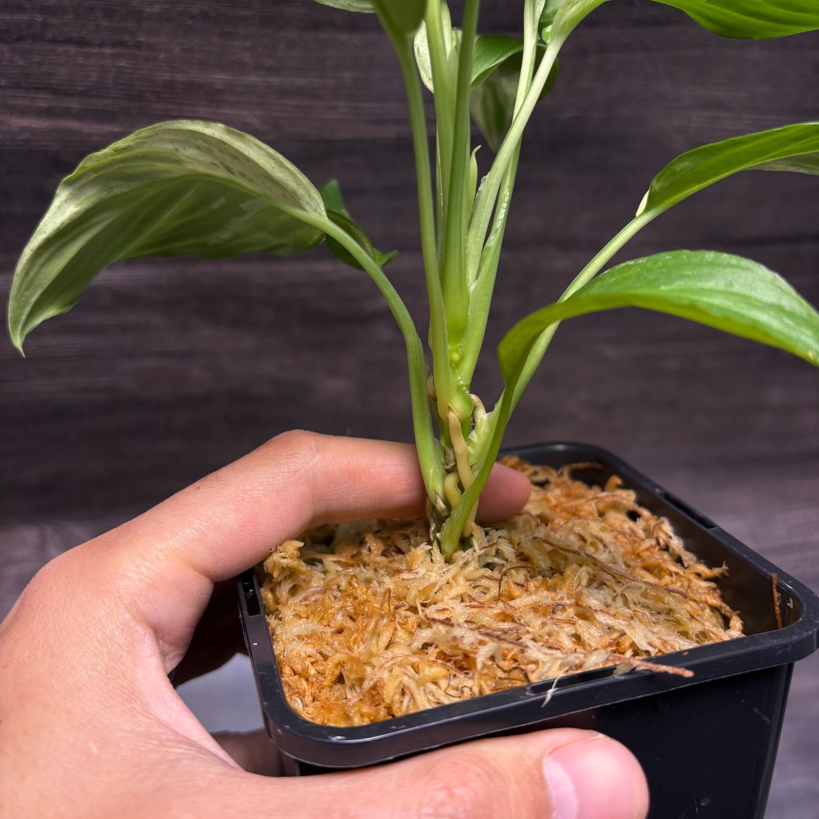 ホマロメナ Sp.斑入り 南スマトラ産 - メルカリ