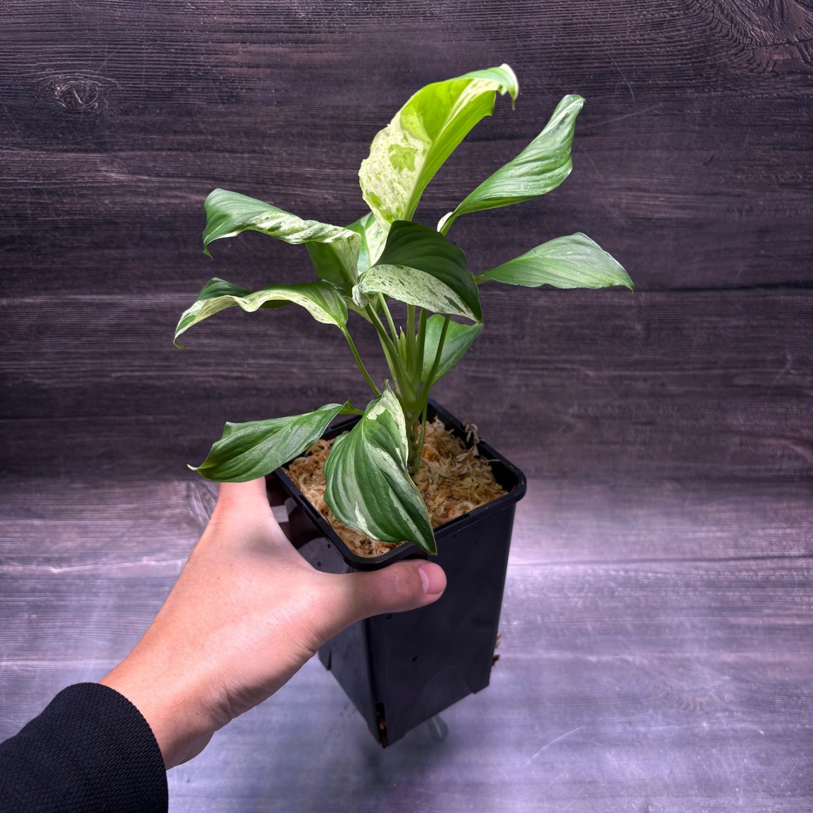 ホマロメナ Sp.斑入り 南スマトラ産 - メルカリ