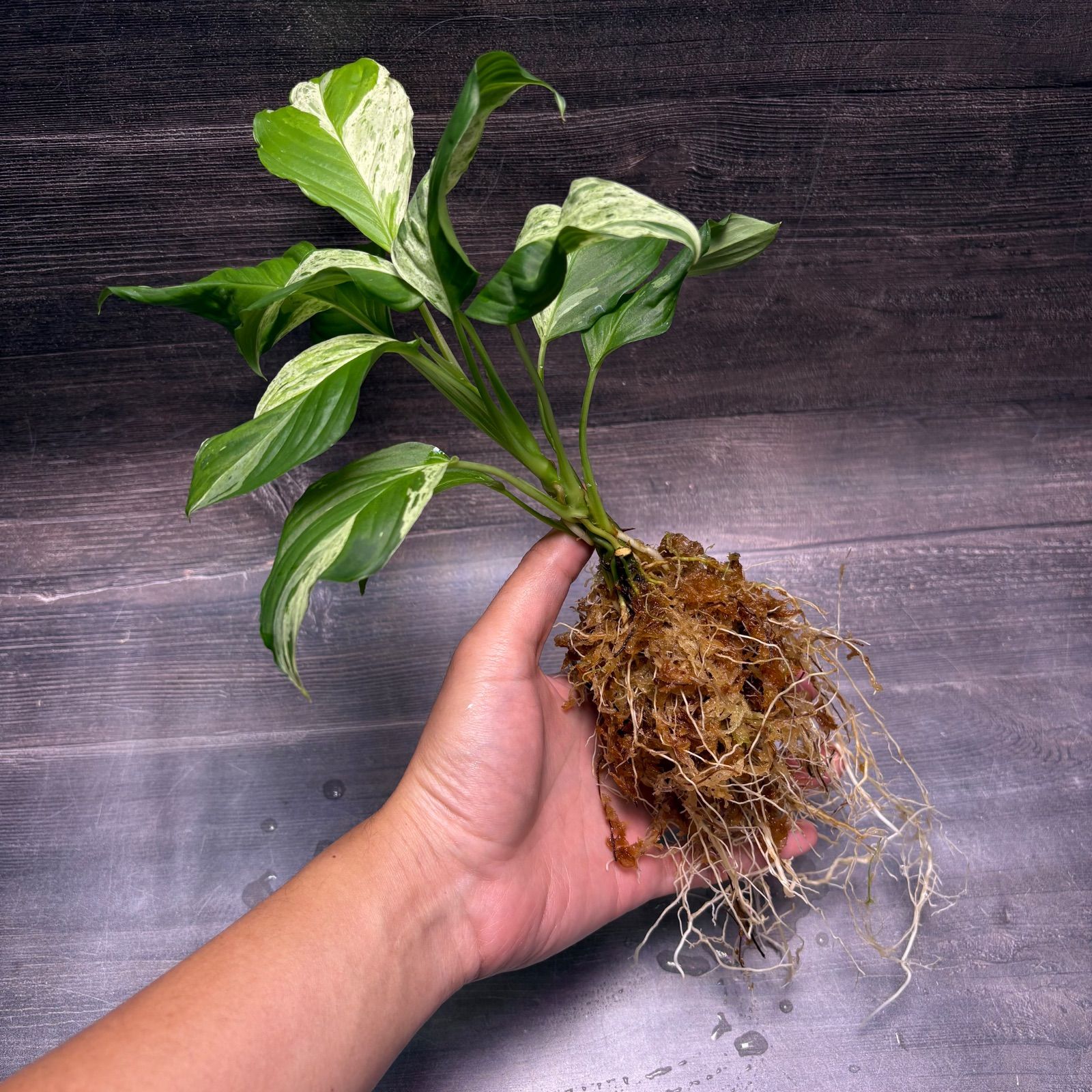 ホマロメナ　斑入り　南スマトラ産 ホマロメナ 斑入り 南スマトラ産