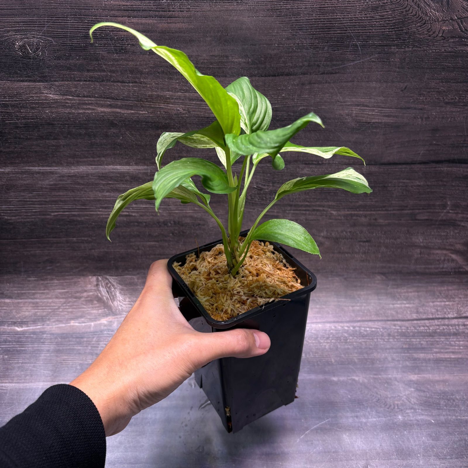 ホマロメナ Sp.斑入り 南スマトラ産 - メルカリ