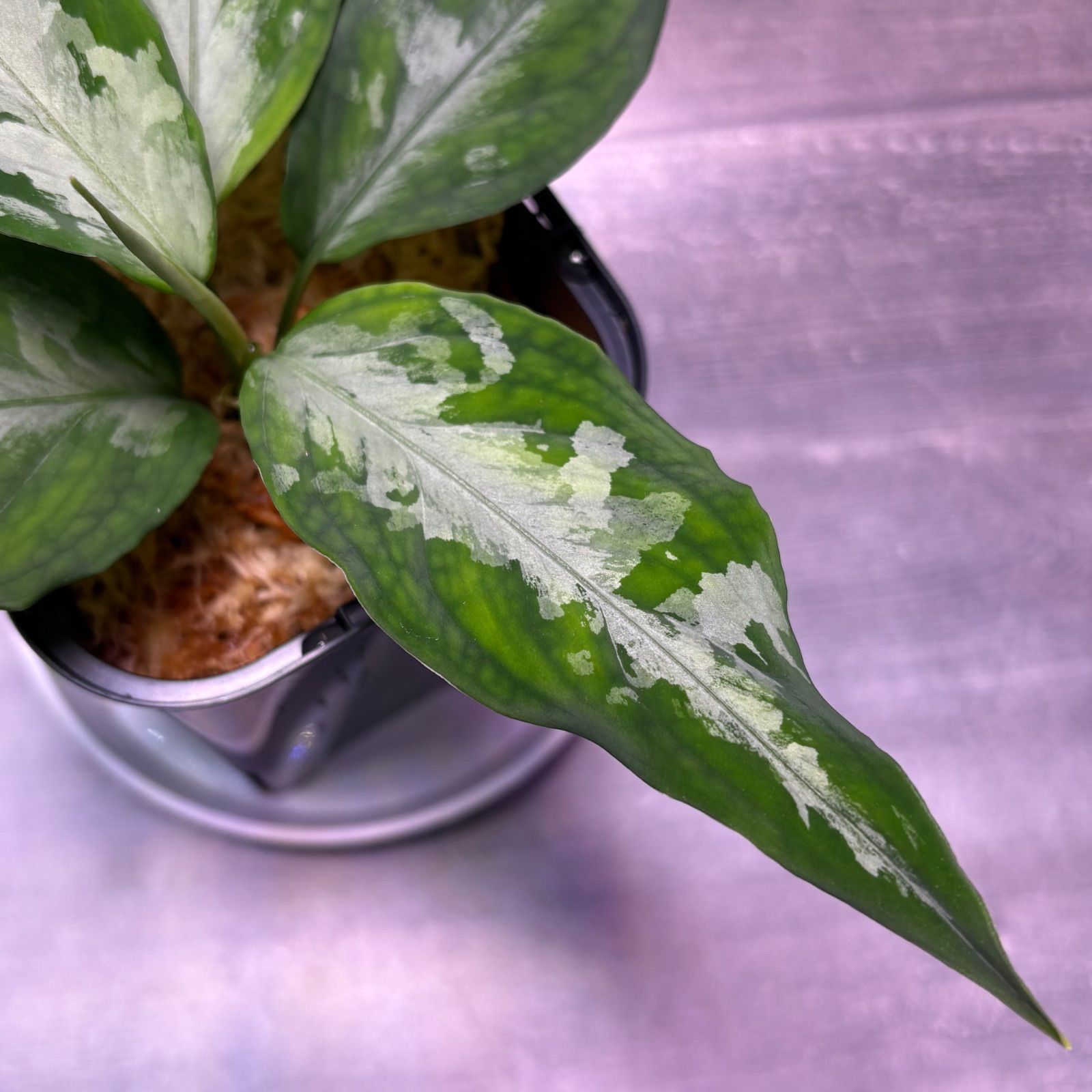 アグラオネマ ピクタム (MB-M251228-2) - メルカリ