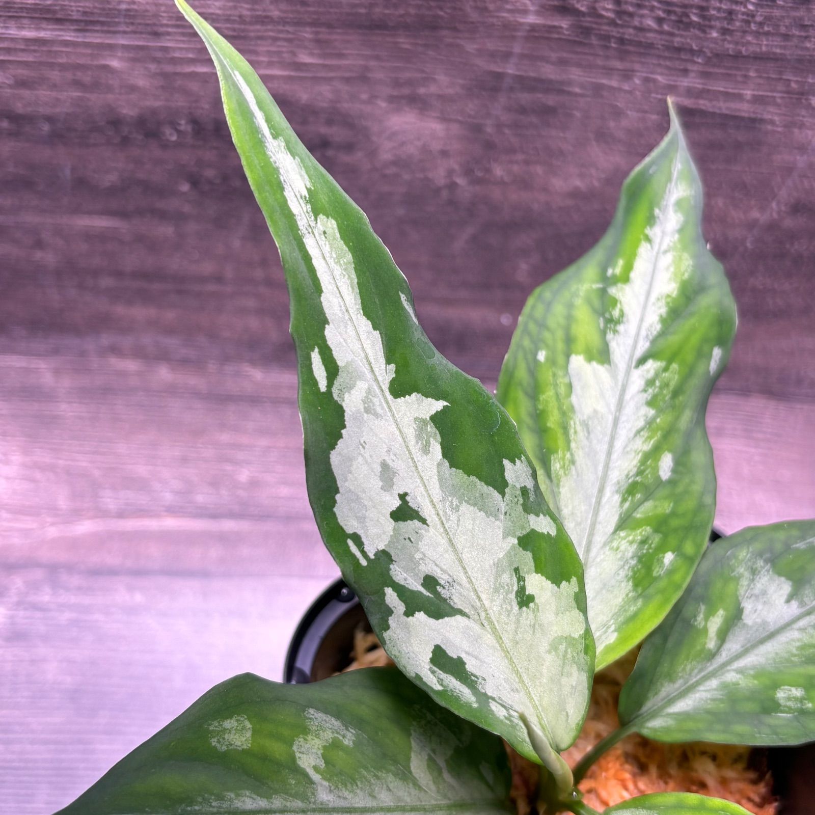 (MB-M250828-1) アグラオネマ　ピクタム アグラオネマ ピクタム (MB-M251228-2) - メルカリ