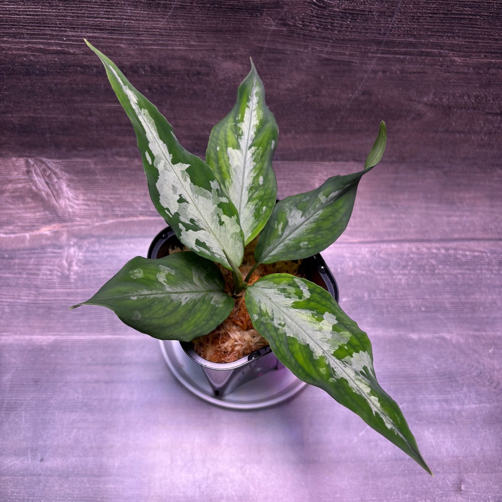 アグラオネマ ピクタム (MB-M251228-2) - メルカリ