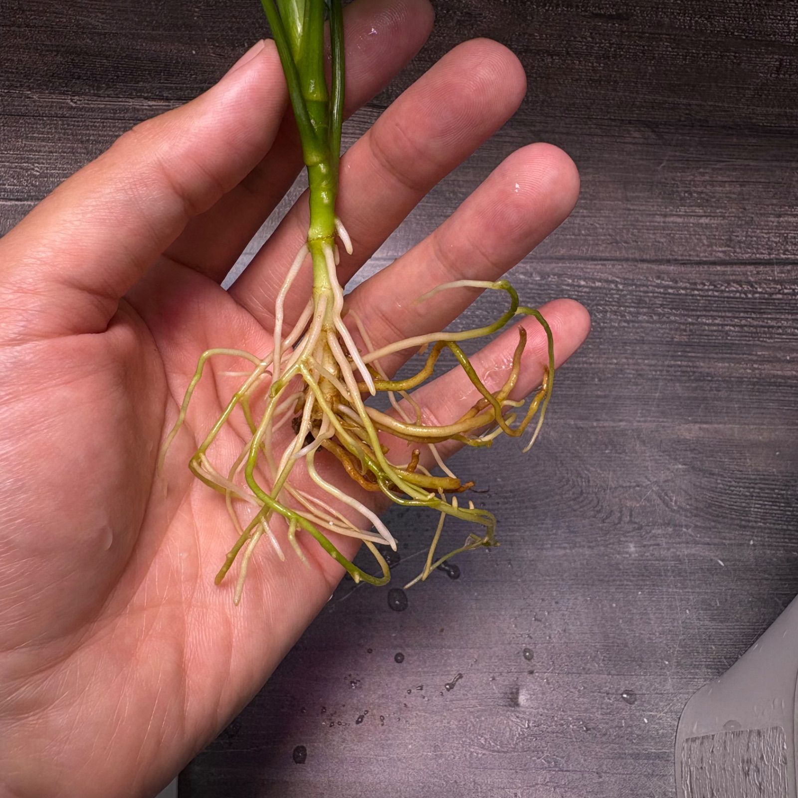 アグラオネマ ピクタム (MB-M251228-2) - メルカリ