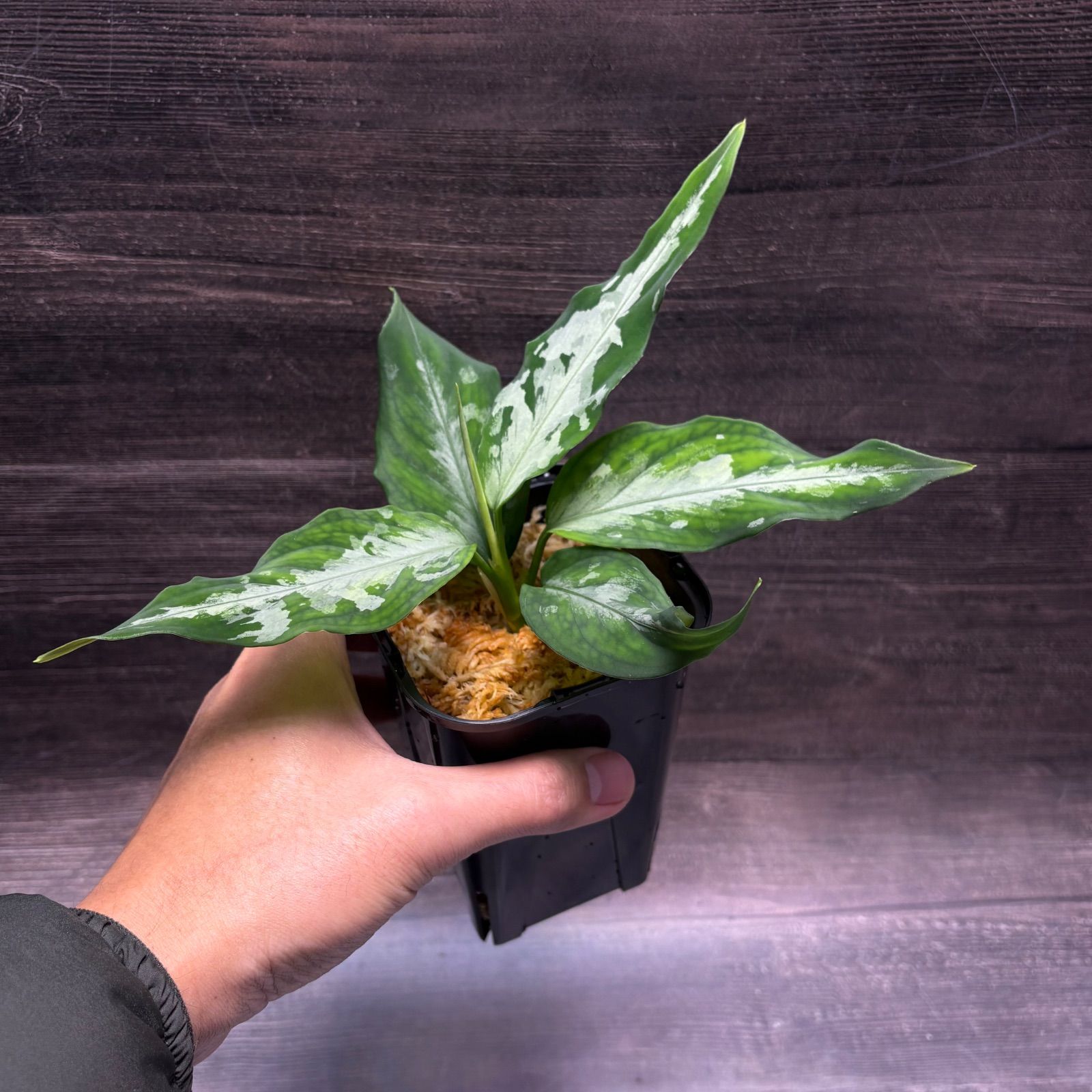 (MB-M250821-5) アグラオネマピクタム アグラオネマ ピクタム (MB-M251228-2) - メルカリ