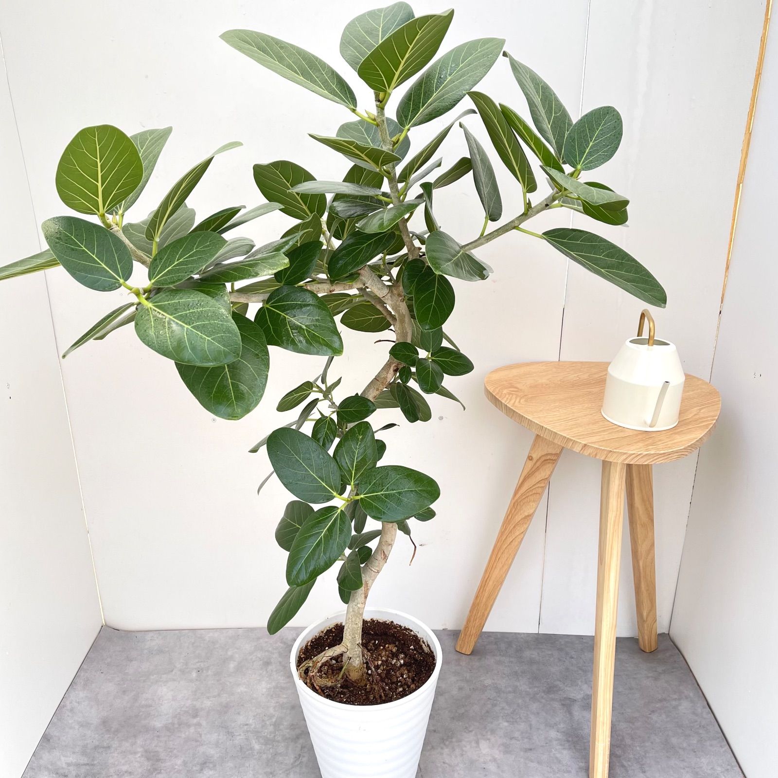 フィカス ベンガレンシス 曲がり 18【現品】観葉植物 大型 室内 - メルカリ