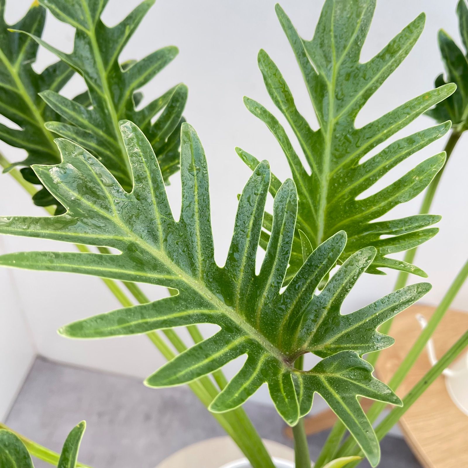 フィロデンドロン クッカバラ 18【現品】観葉植物 室内 7号 - メルカリ