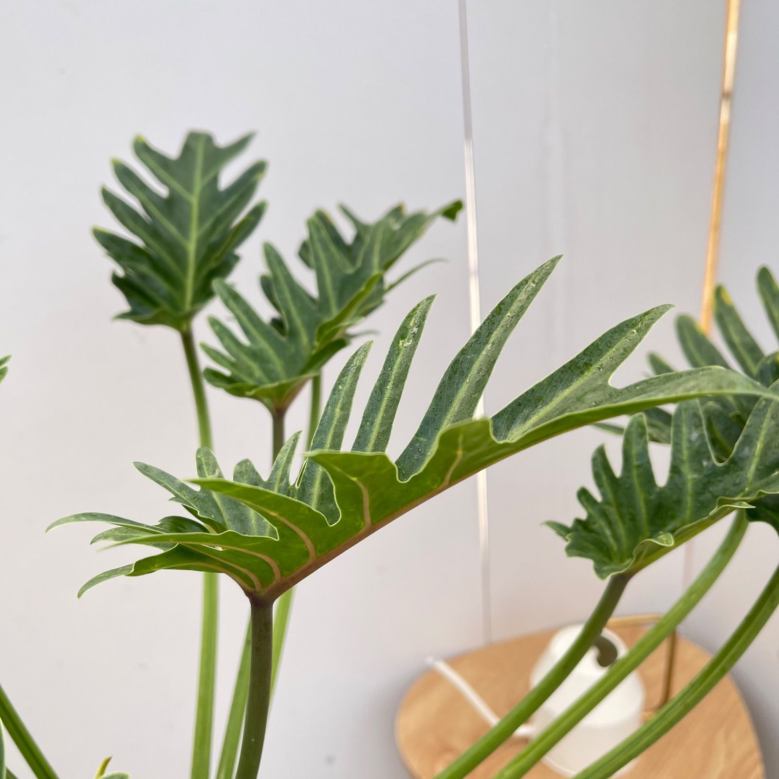 クッカバラ　観葉植物 フィロデンドロン クッカバラ 18【現品】観葉植物 室内 7号 - メルカリ