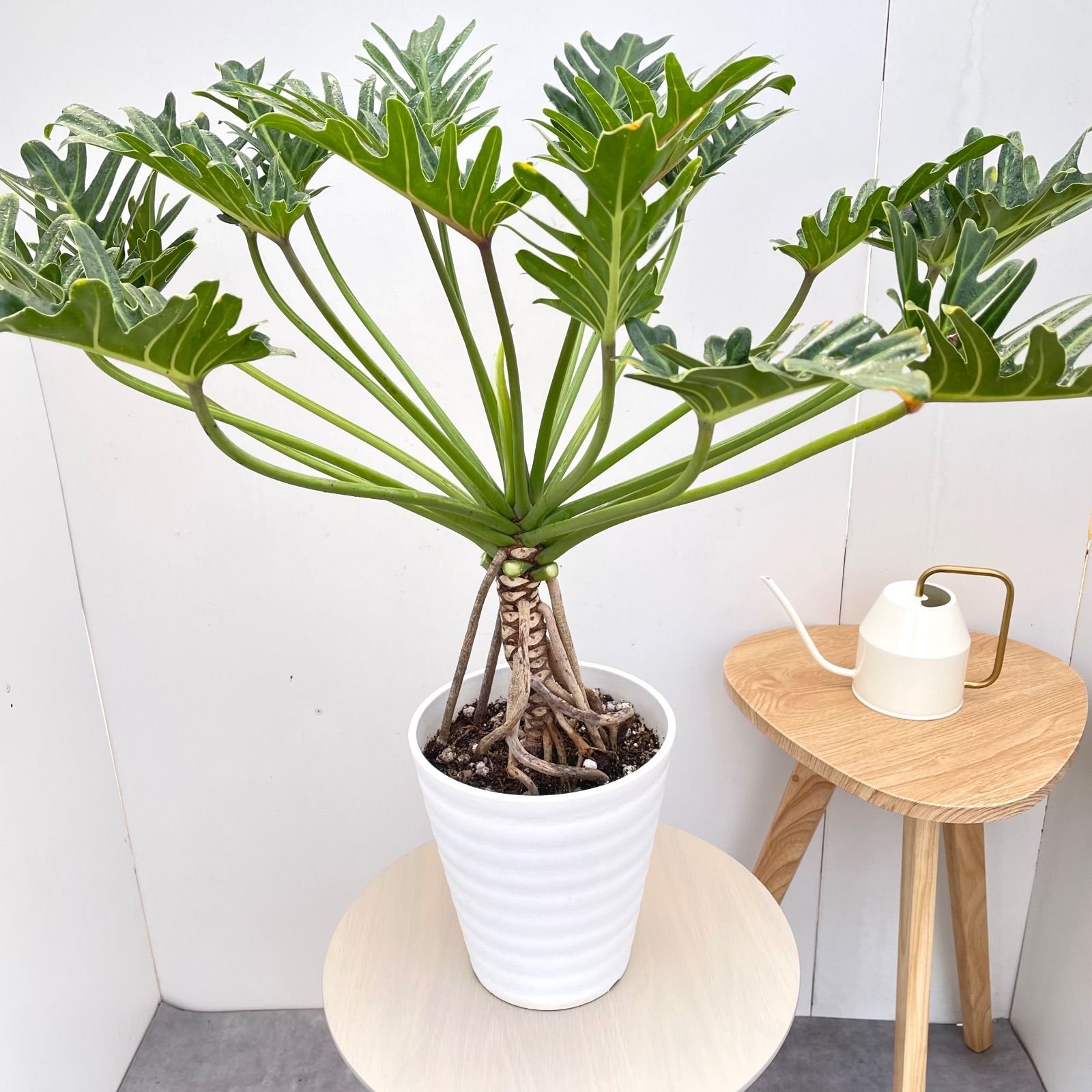 フィロデンドロン クッカバラ 18【現品】観葉植物 室内 7号 - メルカリ