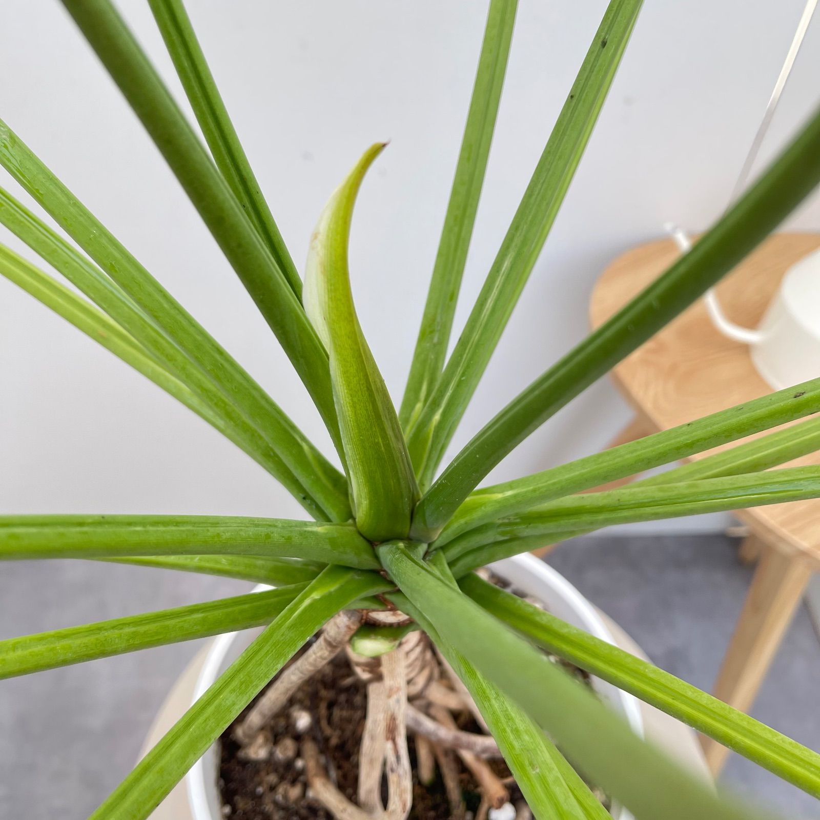フィロデンドロン クッカバラ 18【現品】観葉植物 室内 7号 - メルカリ