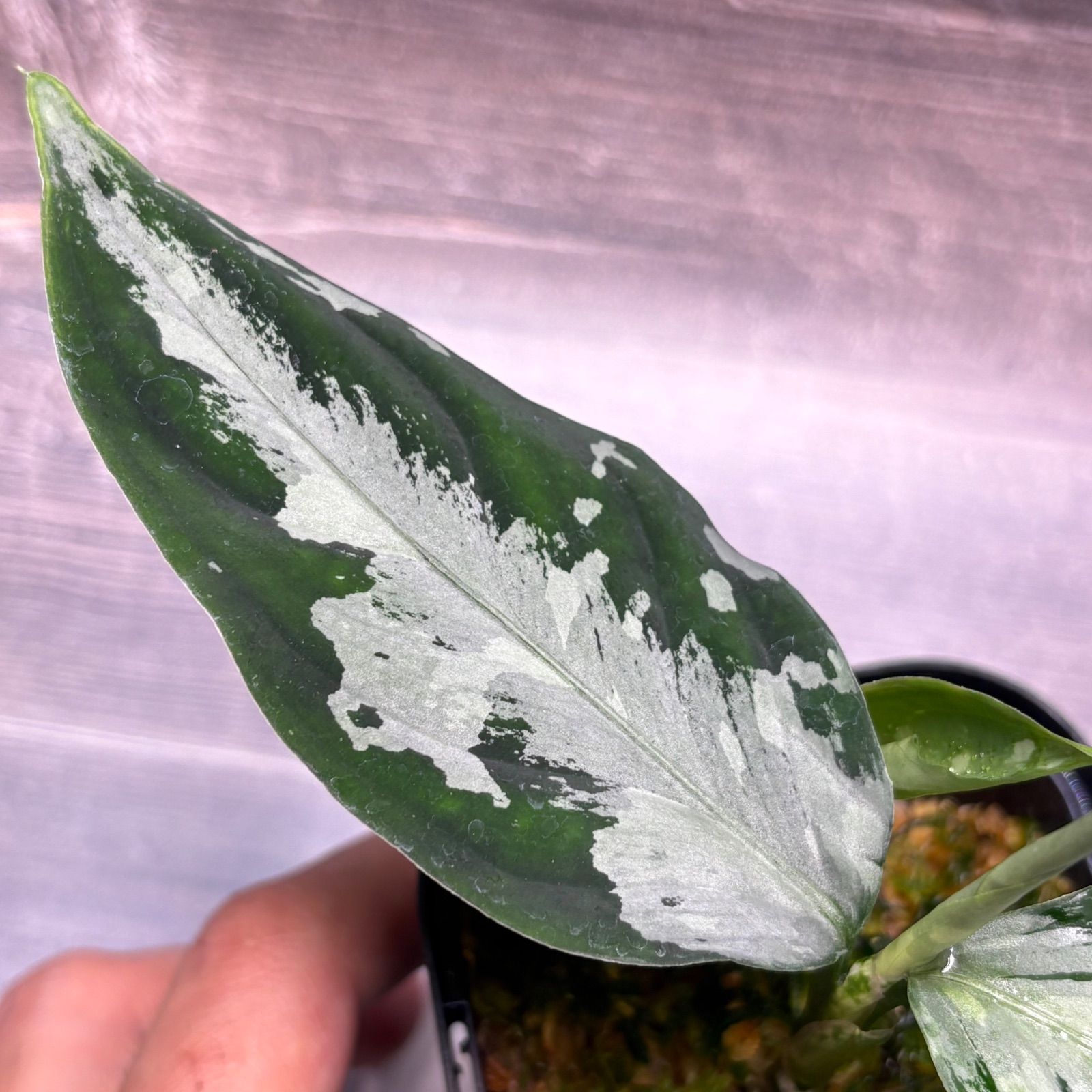 アグラオネマ ピクタム (MB-M251228-3) - メルカリ