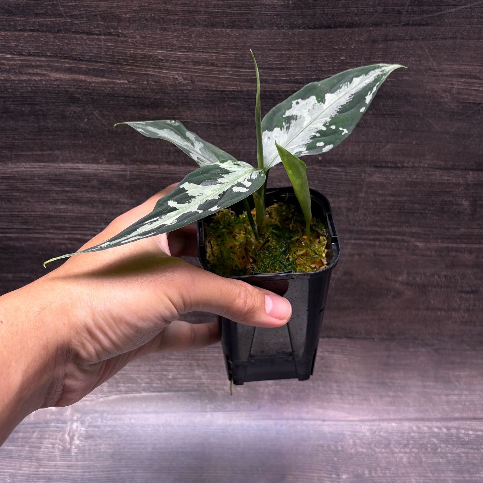 (MB-M250821-3) アグラオネマピクタム アグラオネマピクタム