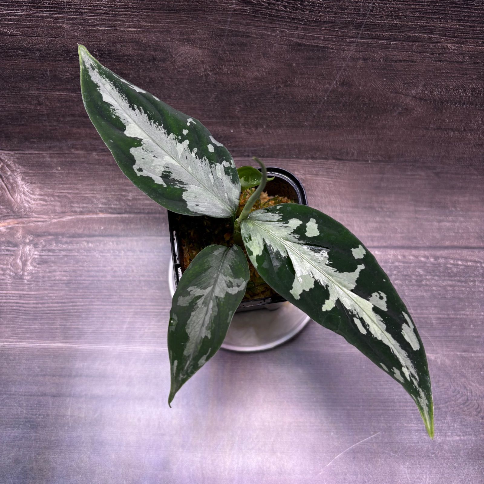 アグラオネマ ピクタム (MB-M251228-3) - メルカリ