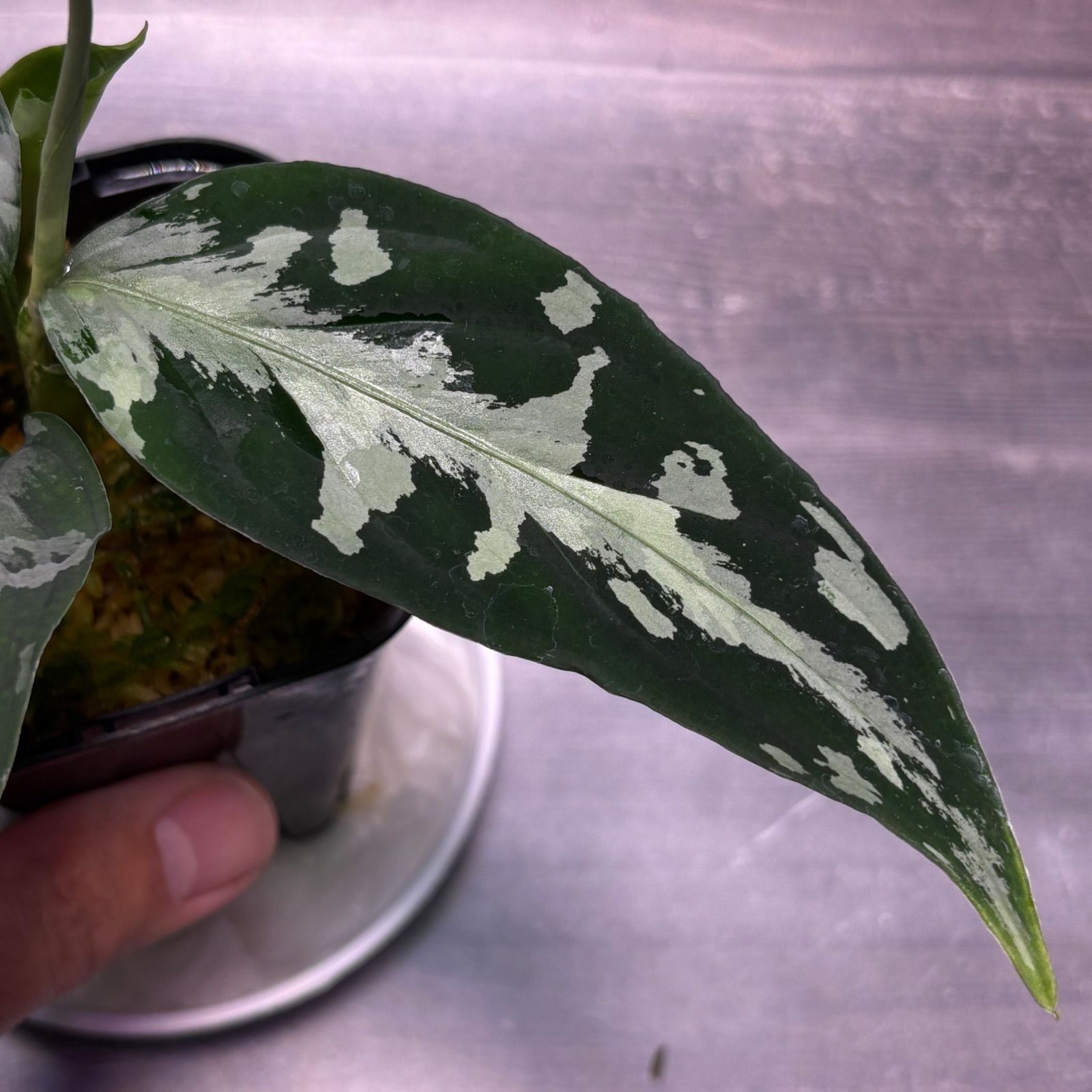 アグラオネマ ピクタム (MB-M251228-3) - メルカリ