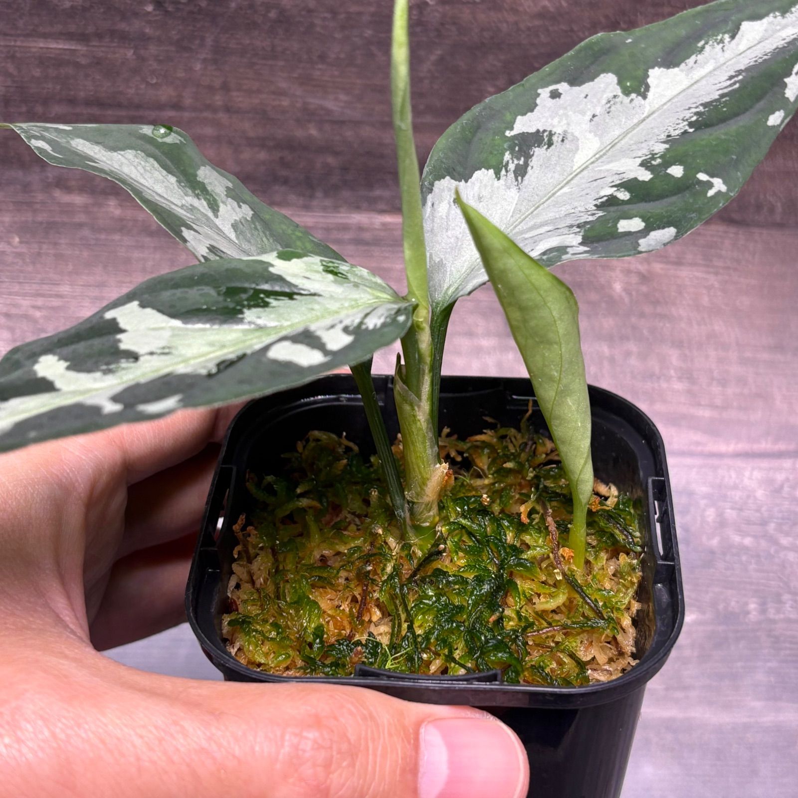 (MB-M250828-1) アグラオネマ　ピクタム MB-M250828-1) アグラオネマ ピクタム アグラオネマ ピクタム (MB