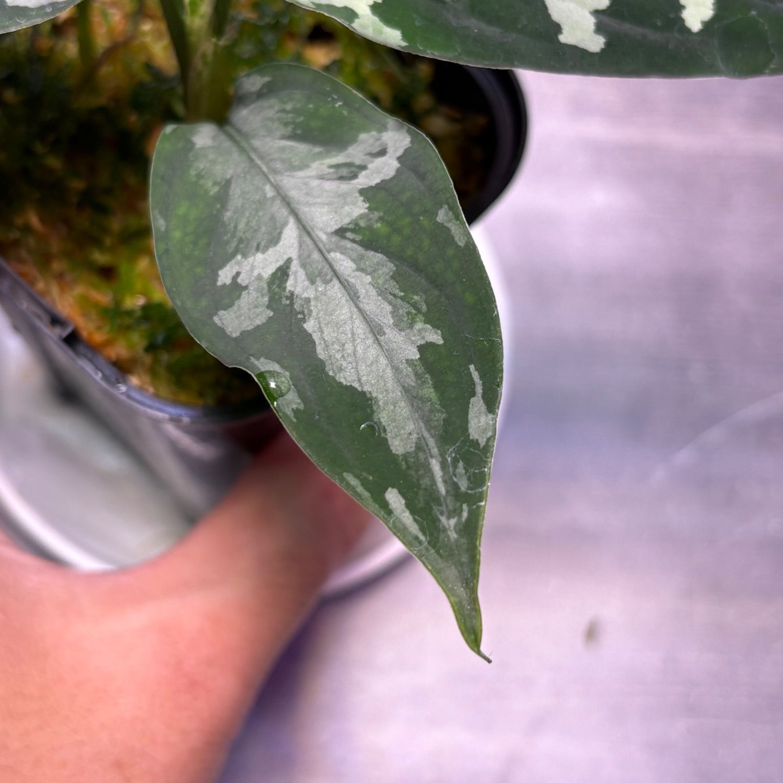 (MB-M250821-3) アグラオネマピクタム アグラオネマピクタム