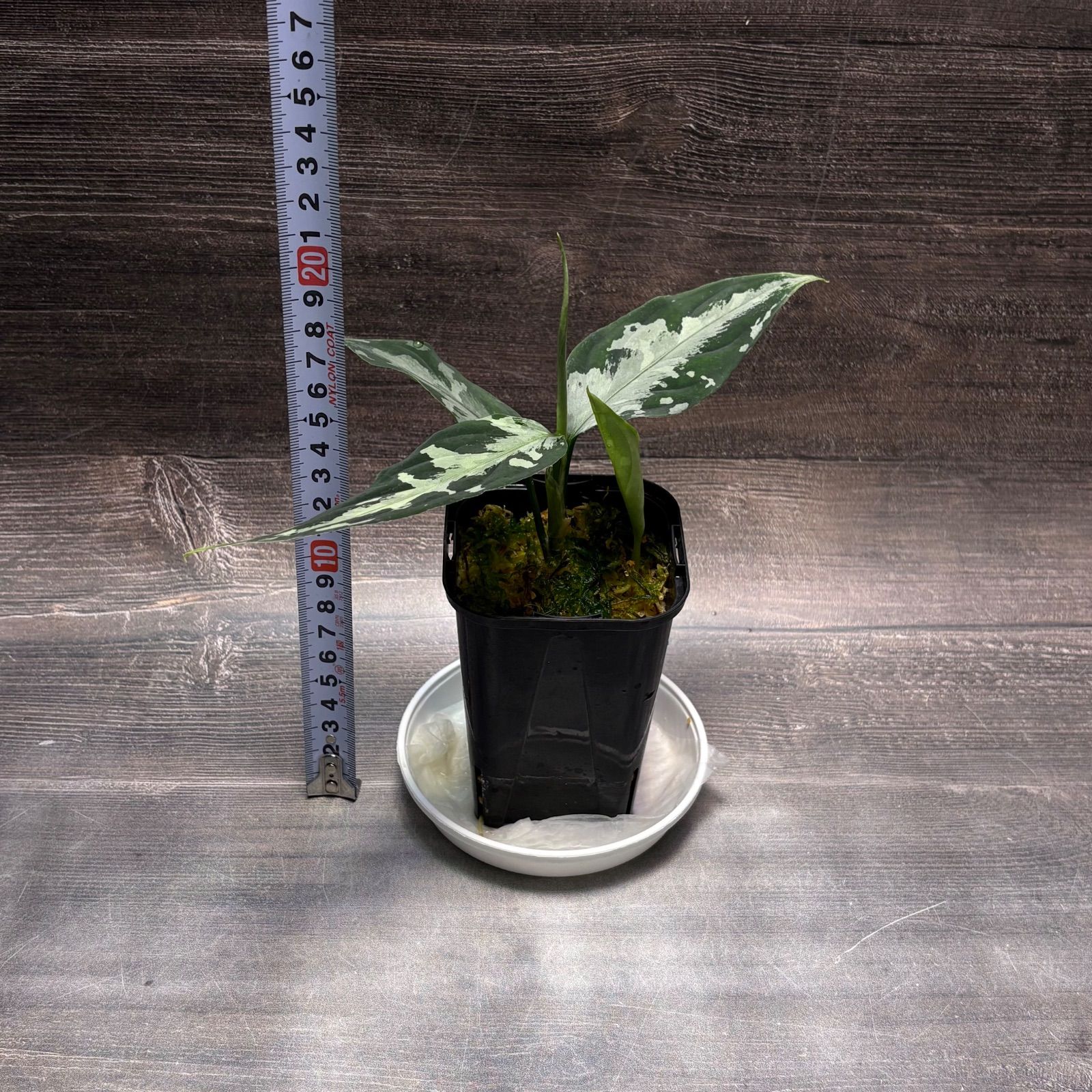 アグラオネマ ピクタム (MB-M251228-3) - メルカリ