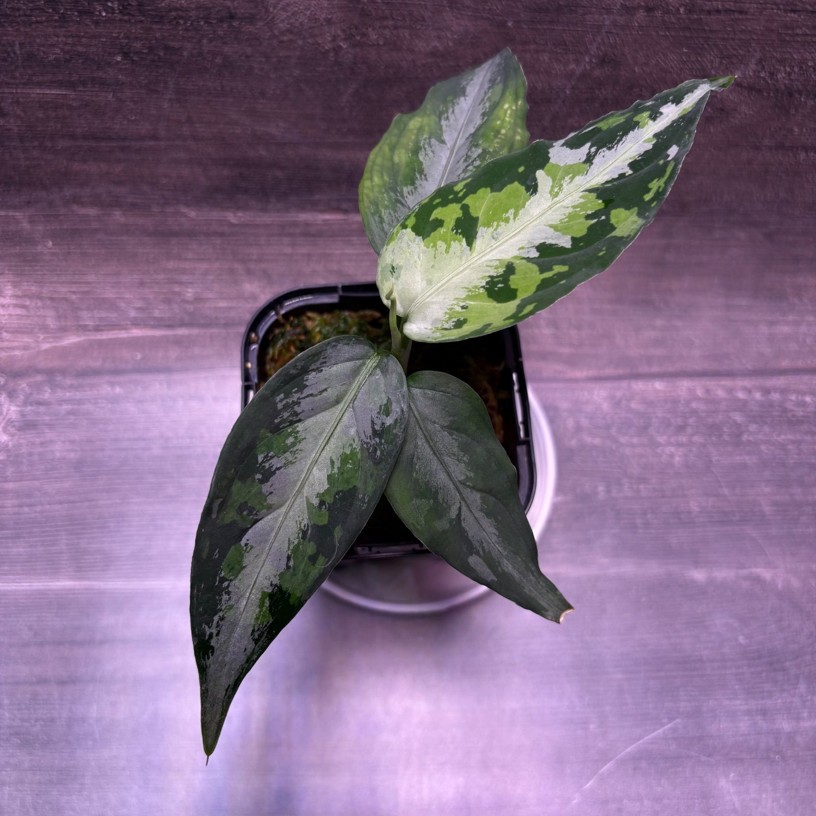 アグラオネマ ピクタム (MB-M251228-5) - メルカリ