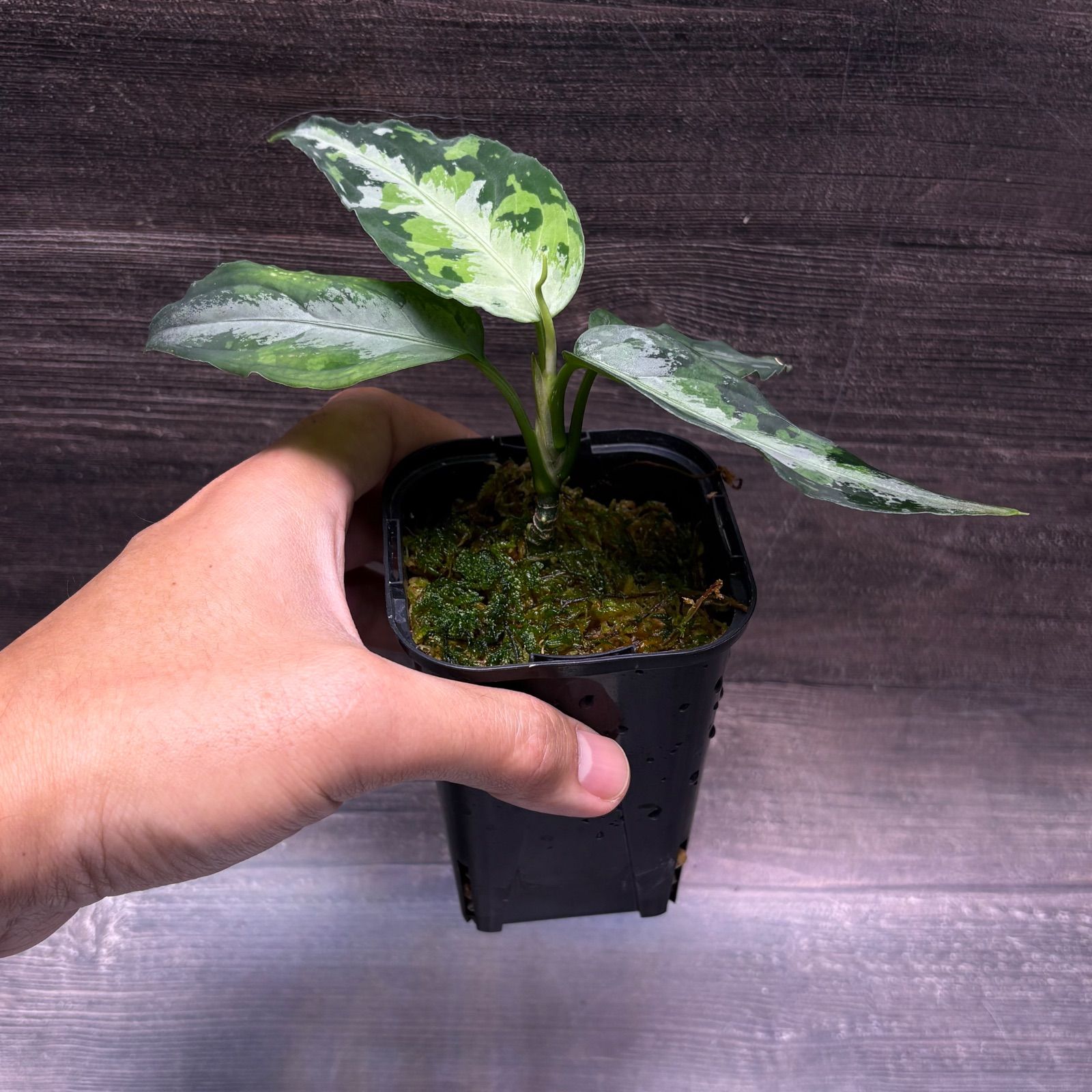 アグラオネマ ピクタム (MB-M251228-5) - メルカリ