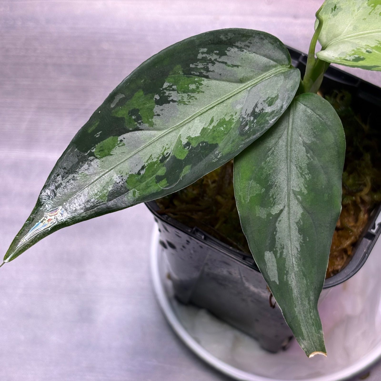 アグラオネマ ピクタム (MB-M251228-5) - メルカリ